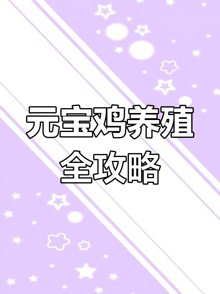怒江州观赏鸡养殖技巧:元宝鸡的成长与产蛋全过程