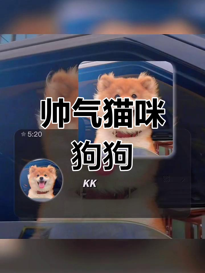 可爱猫狗帅气男生头像