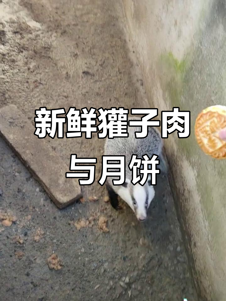新鲜獾子肉,尝一块月饼配腌块