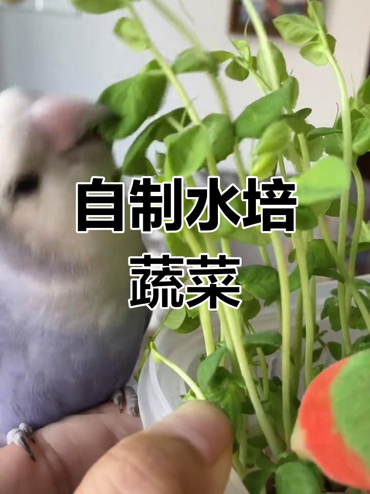 水培豆苗菜制作全攻略