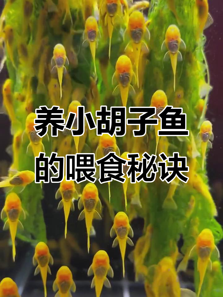 小胡子鱼日常喂食技巧,菠菜、小球枣都能轻松搞定