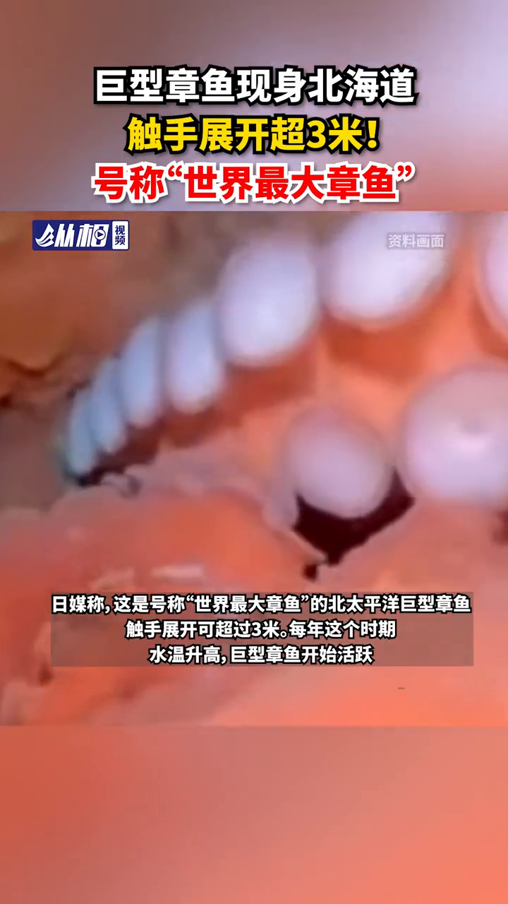 巨型章鱼现身北海道,触手展开超3米!号称“世界最大章鱼”