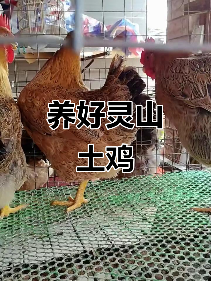 灵山土鸡的饮食秘诀:一天两餐,轻松养出标准体态