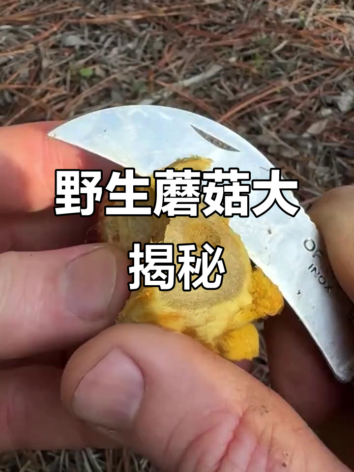 这些菌子你认识吗?黄皮、鸡腿菇到毒银鹅膏全解析