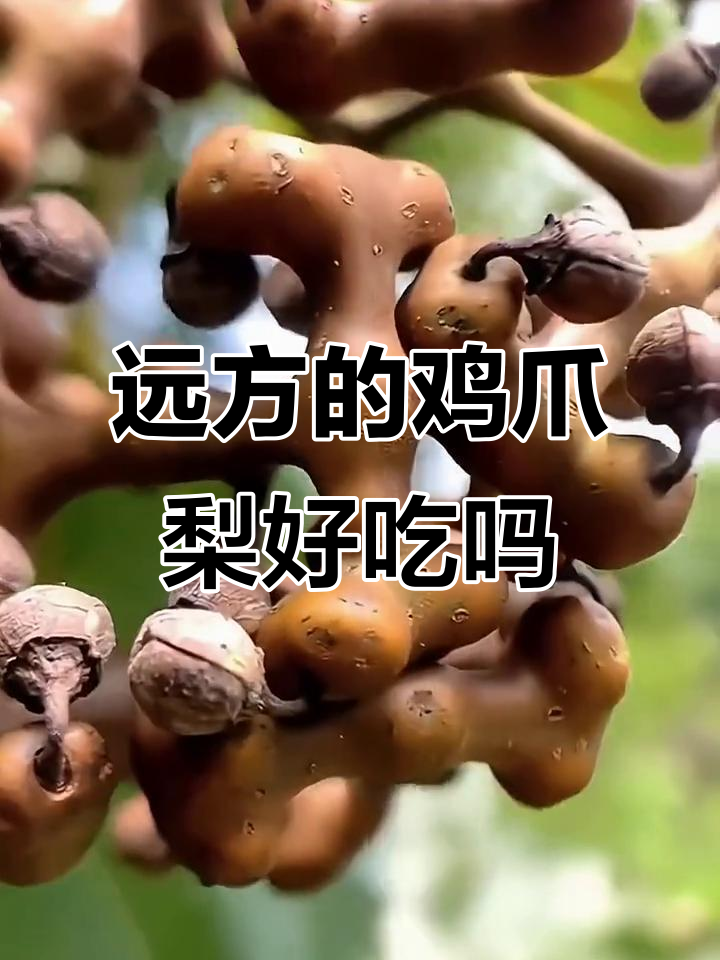 远方朋友寄来的鸡爪梨，味道如何？试吃测评来啦！