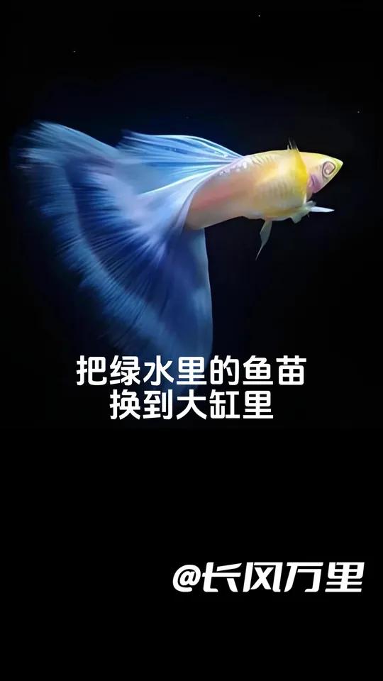 绿水带大的玻璃猫鱼苗，更换大缸 玻璃猫 孔雀鱼