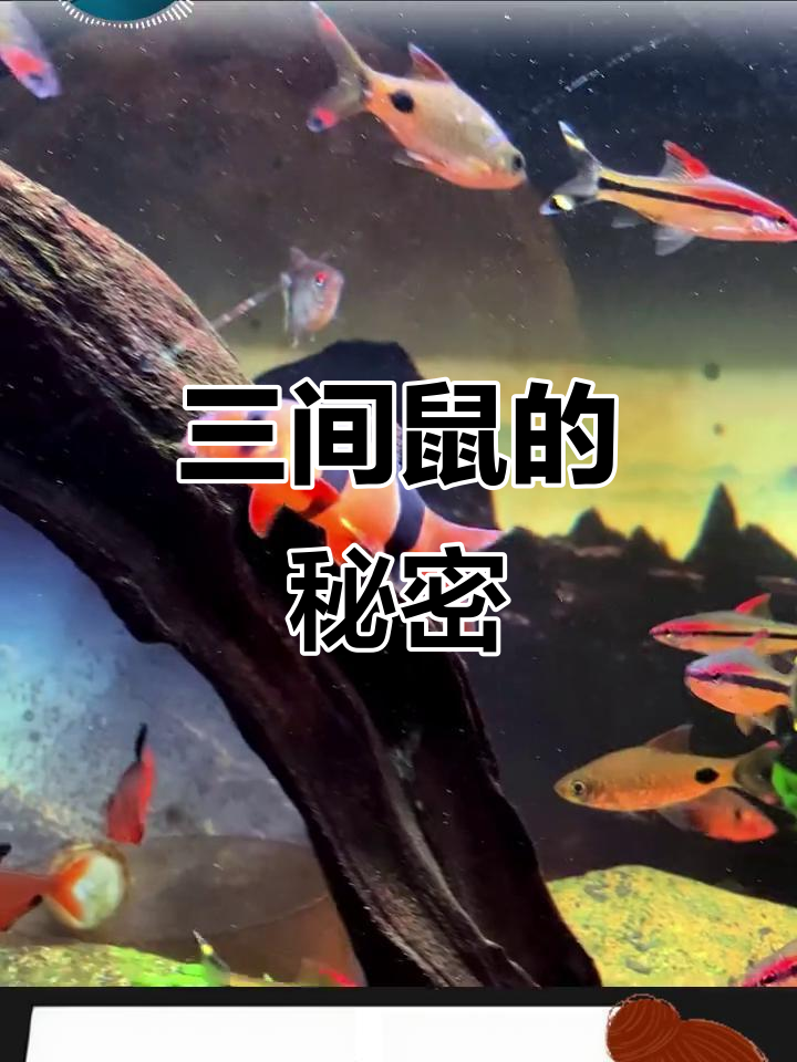 印尼三间鼠:胆小却活泼,水族造景必备