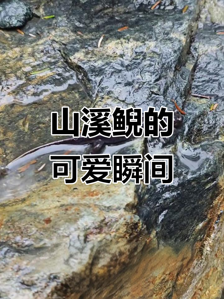 护林员偶遇山溪鲵,迷你娃娃鱼萌态十足!