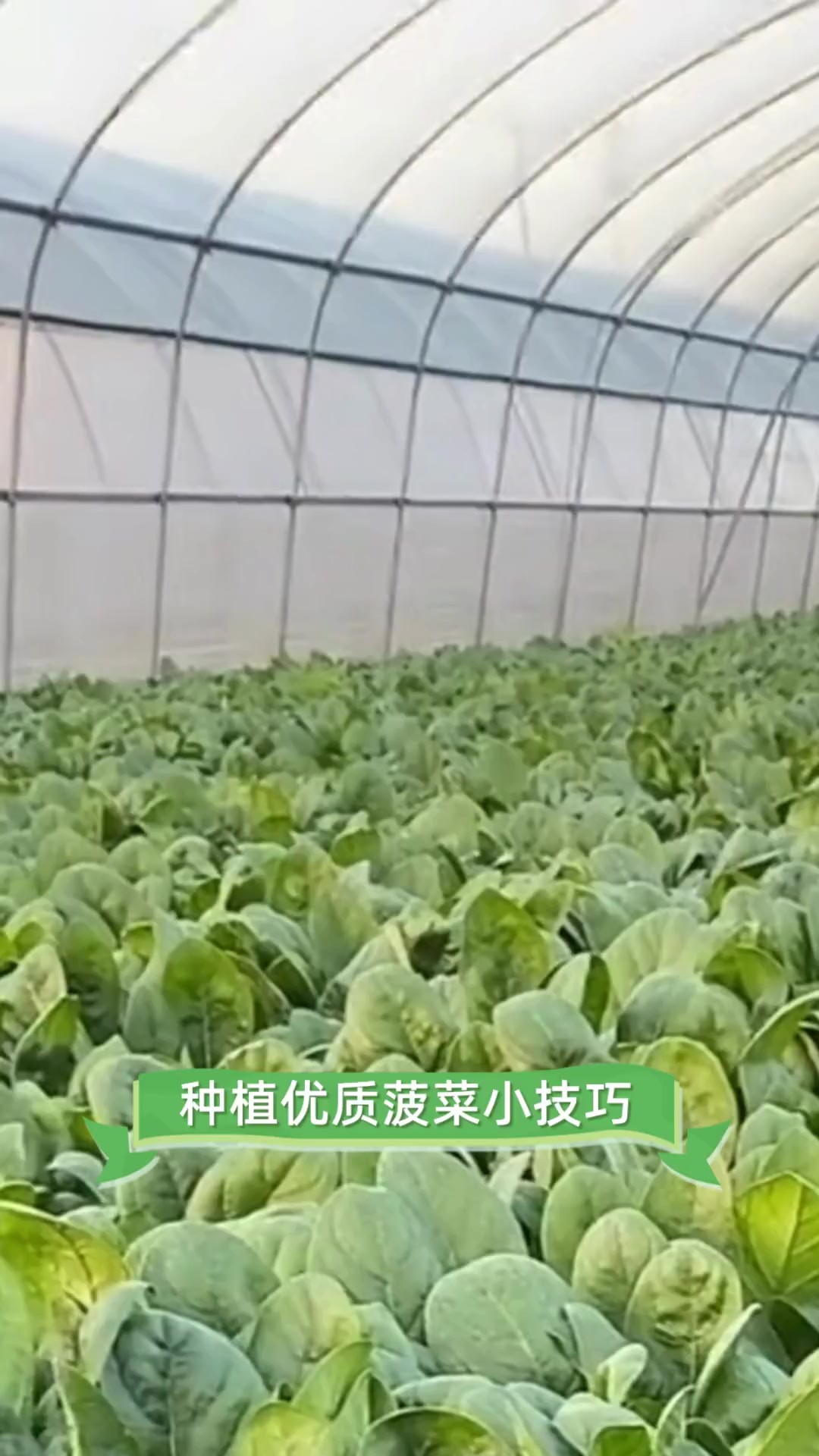 种植优质菠菜小技巧