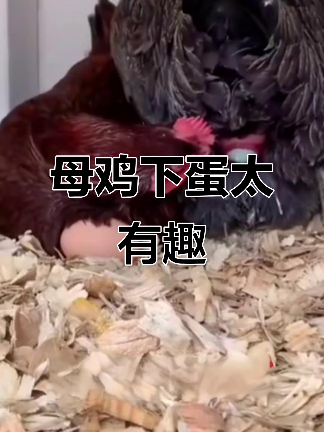 母鸡下蛋搞笑瞬间,笑到不行!