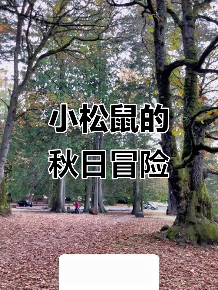 探索枫叶林,小松鼠忙碌觅食,树上跳跃尽显萌态!