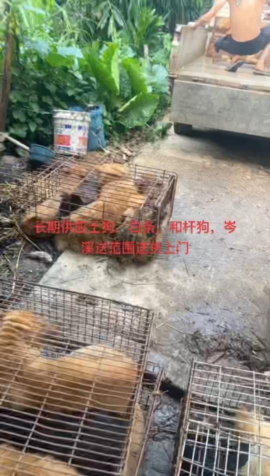 夏至到了,全部农村土狗1-3年 狗肉 白条狗 农村土狗 玉林狗肉 养狗