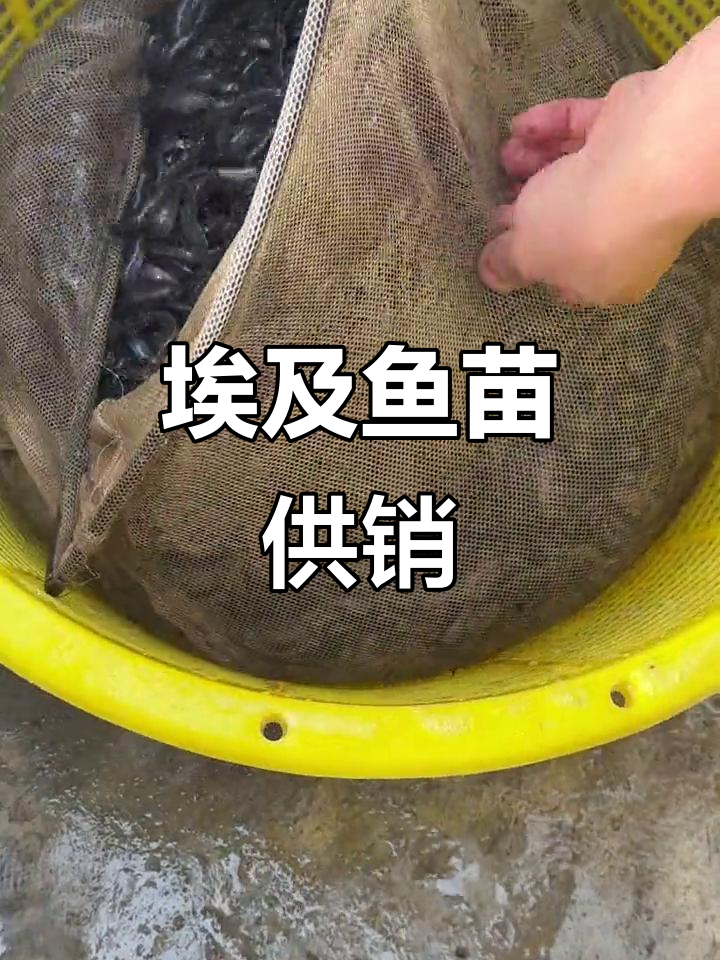 埃及鱼苗供应:5～7公分优质塘鲺,现场实拍