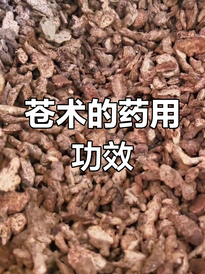 苍术:辛苦归脾,祛湿健脾又明目