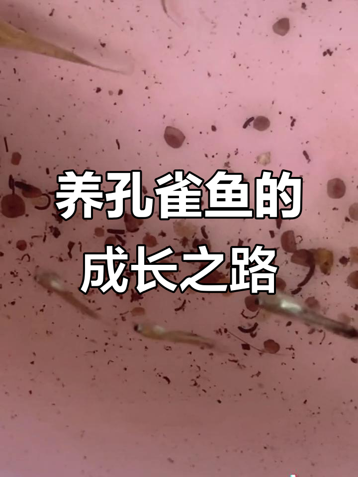 孔雀鱼养殖的挑战与乐趣:从孕育到成长的全程记录