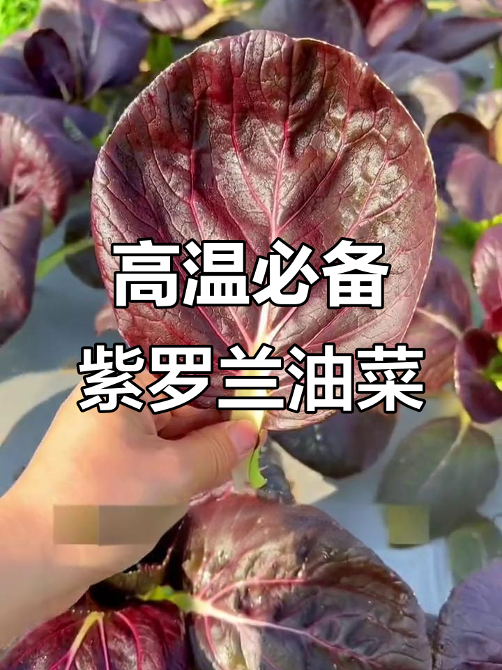 紫罗兰油菜:高温季节首选,阳台小院均可种