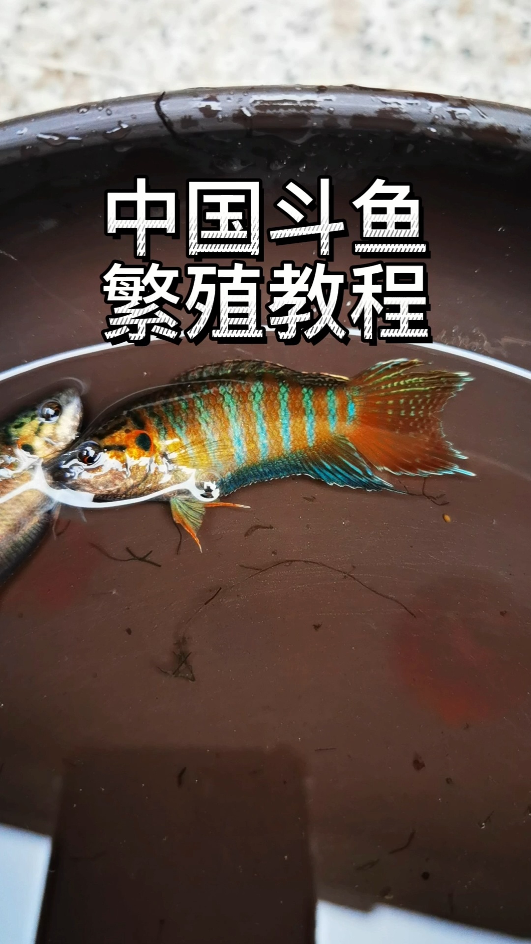 中国斗鱼如何繁殖