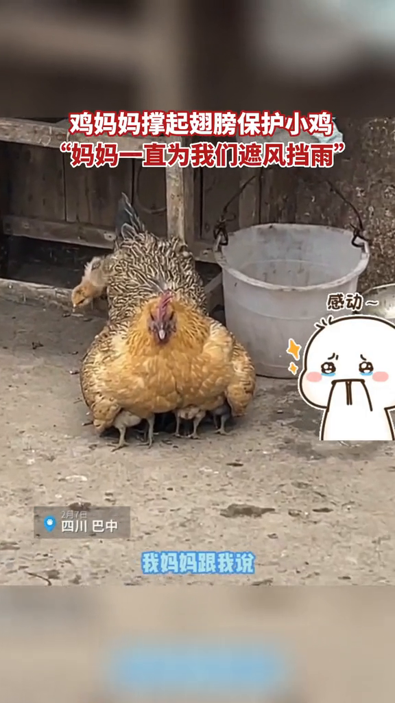 鸡妈妈撑起翅膀保护小鸡,“妈妈一直为我们遮风挡雨”