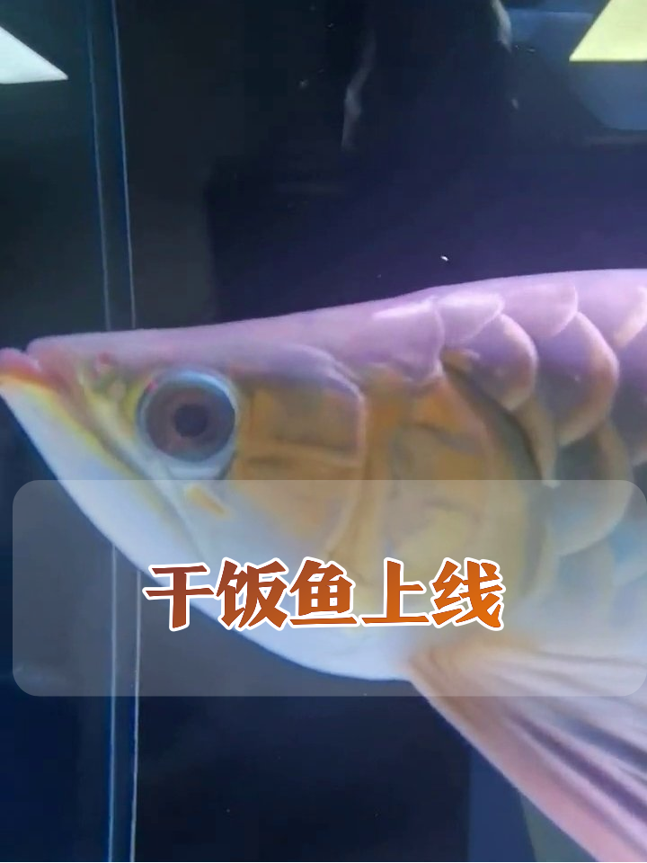 龙鱼干饭有多猛?蜈蚣瞬间被吞还嫌不够