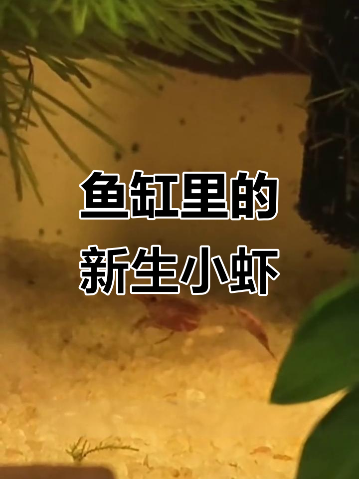 小虾米出生记:透明母虾孕育30多只新生命