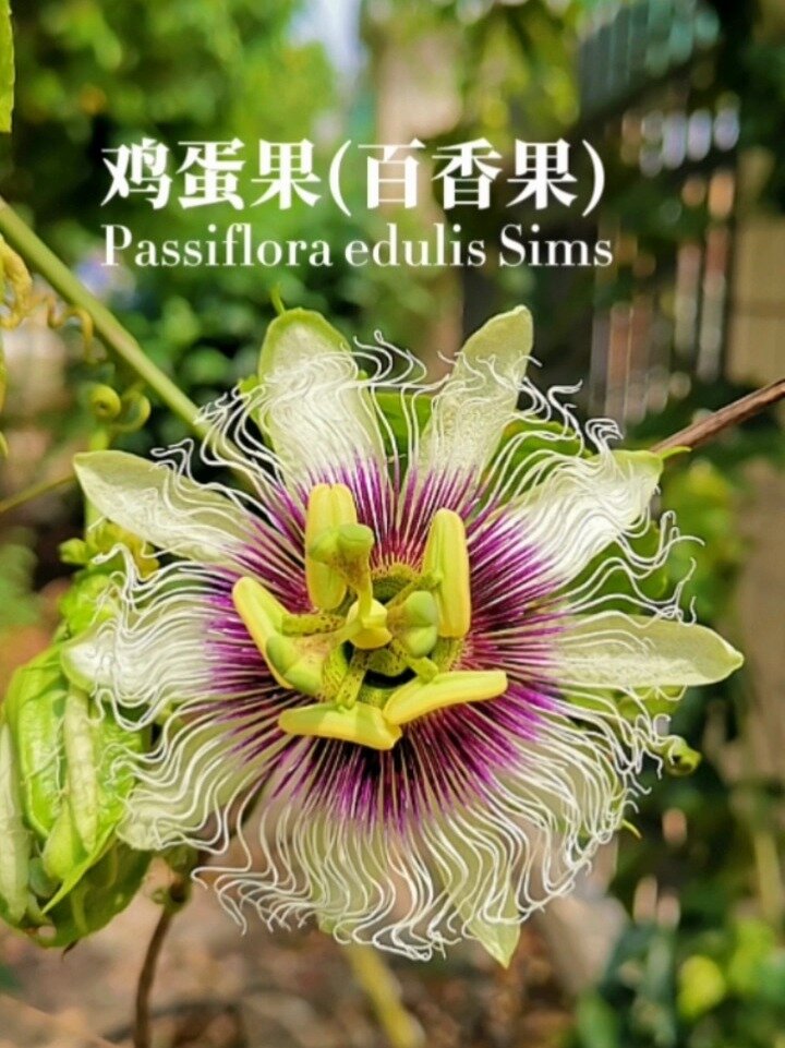 身边的植物70|鸡蛋果(百香果)
