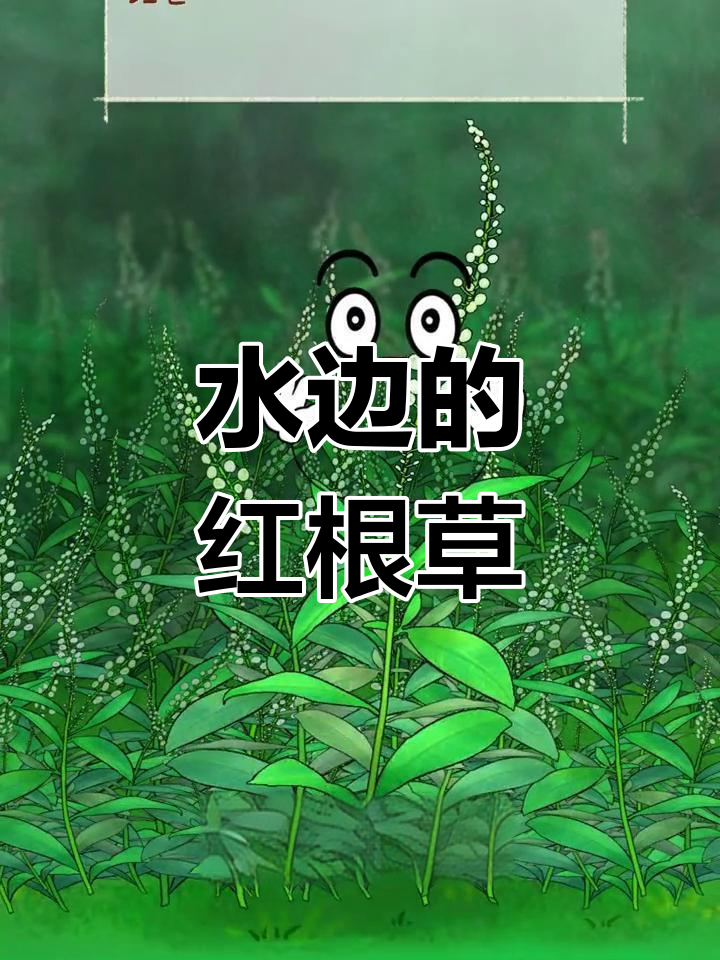 星宿草:水边路旁的中药宝藏