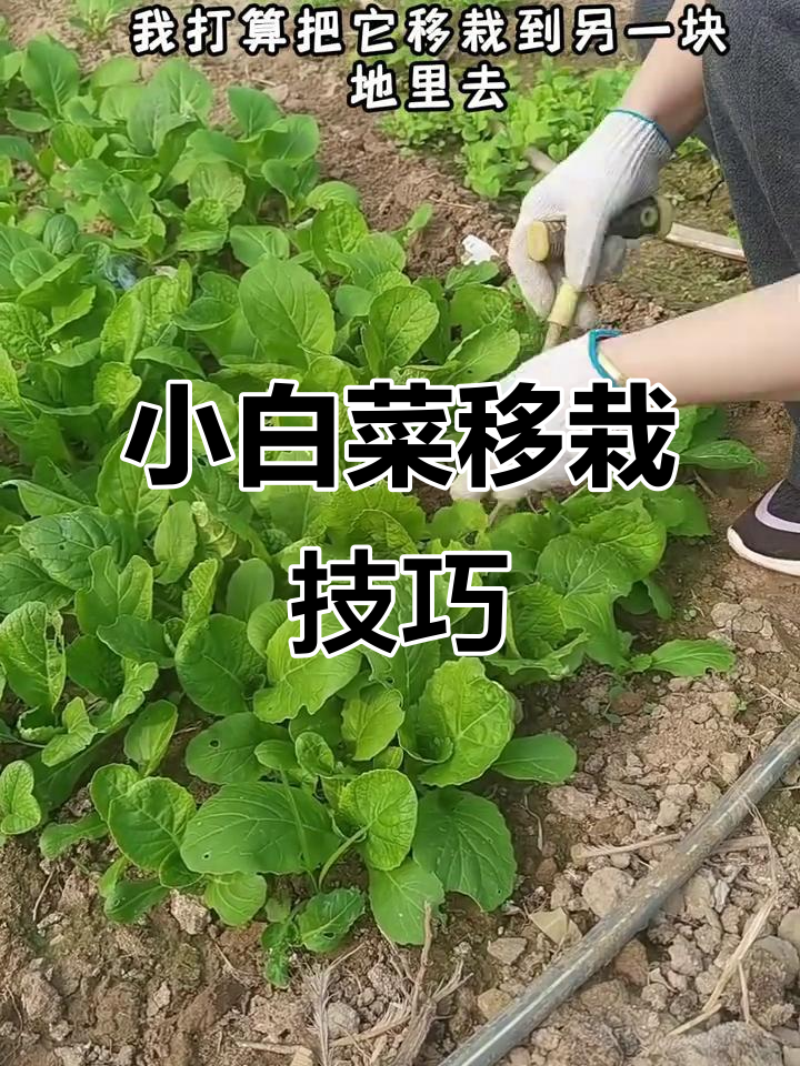 移栽小白菜，让它茁壮成长