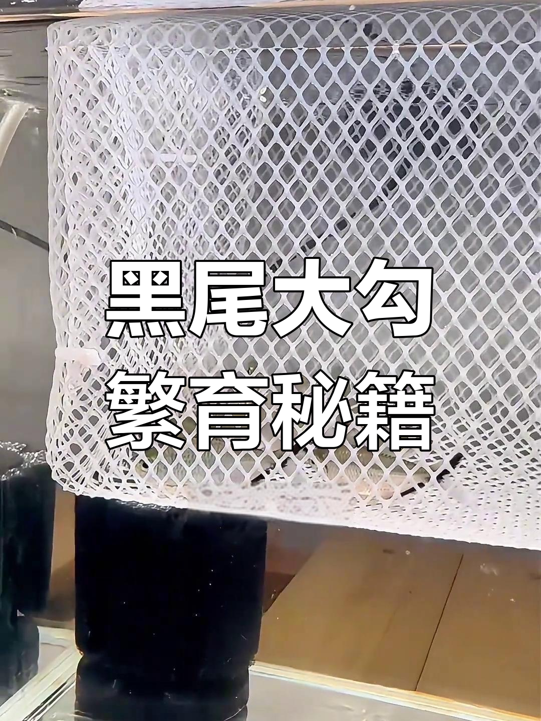教你轻松繁殖黑尾大勾,五步搞定!