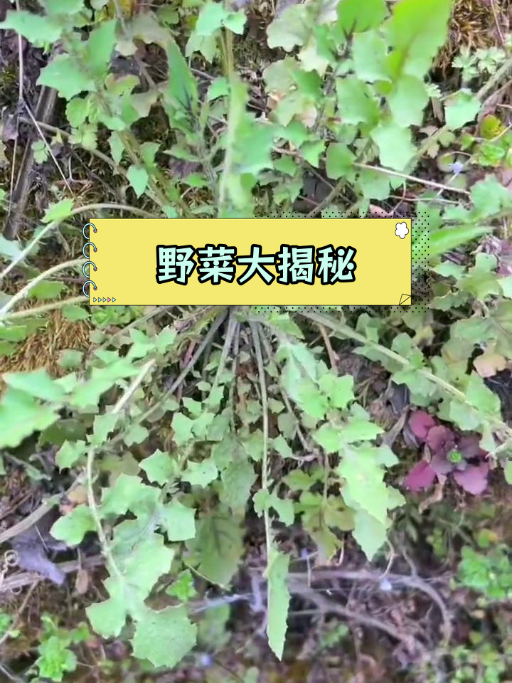 常见野生蔬菜种类介绍
