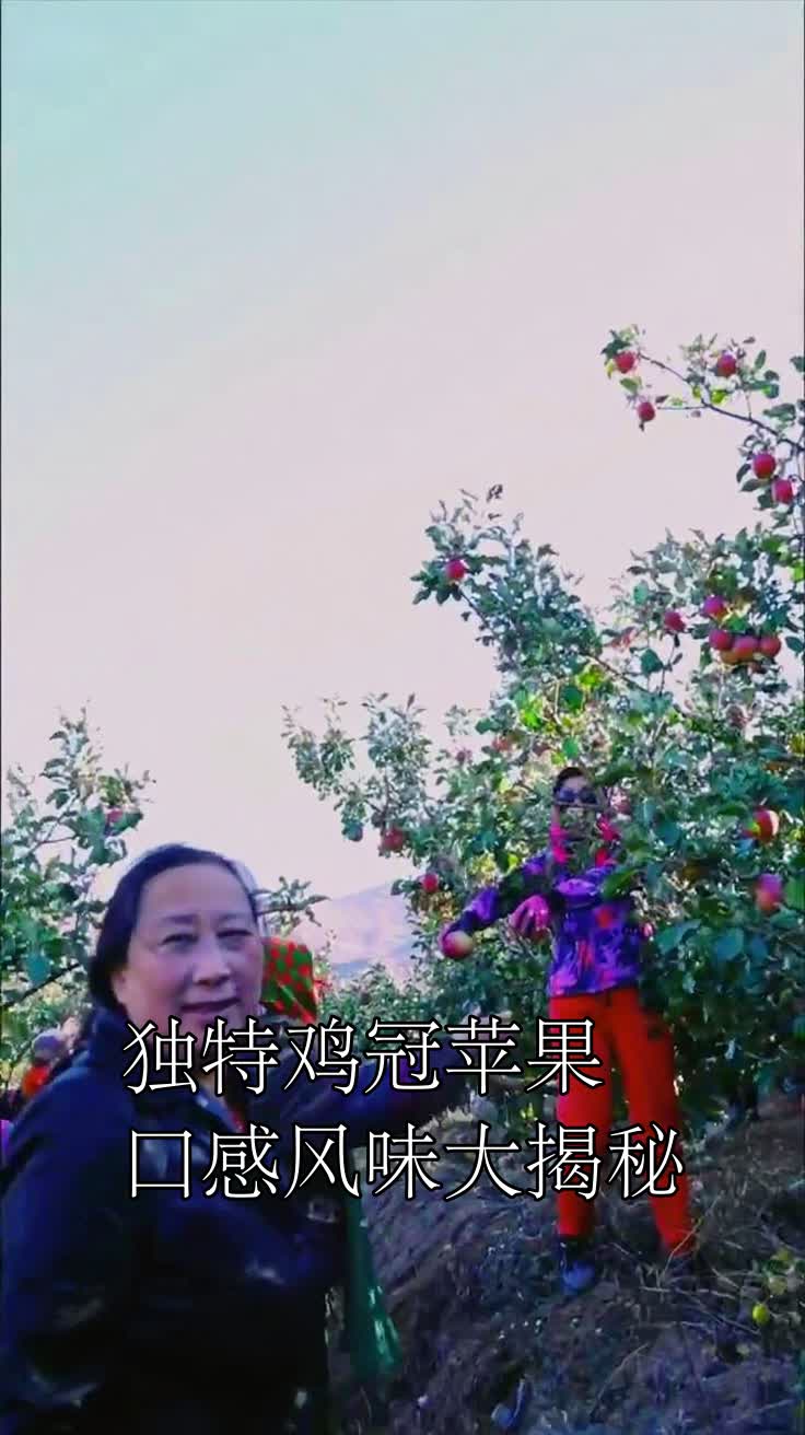 独特鸡冠苹果口感风味大揭秘