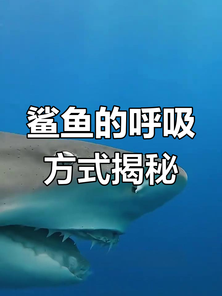 鲨鱼如何呼吸?为何有些能静止不动,而有的却会窒息死亡