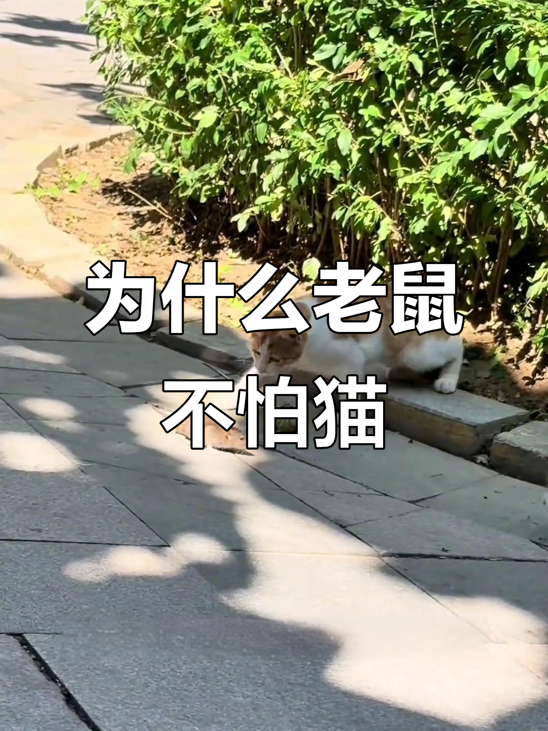 老鼠为何见到猫不跑?揭秘背后的生死时速