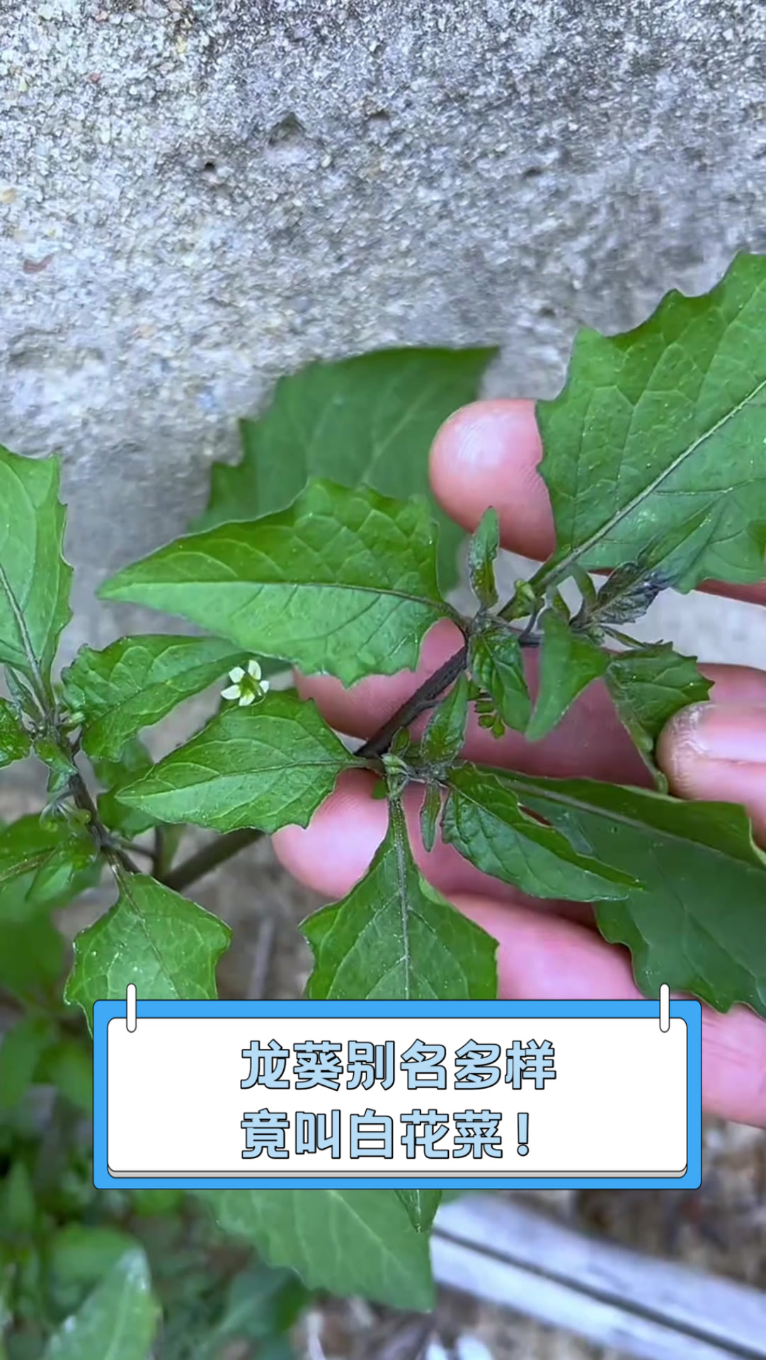 龙葵,别名多样,竟叫白花菜!