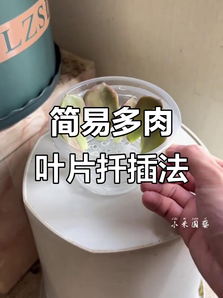 用两个塑料碗轻松扦插多肉植物,成活率高又简单