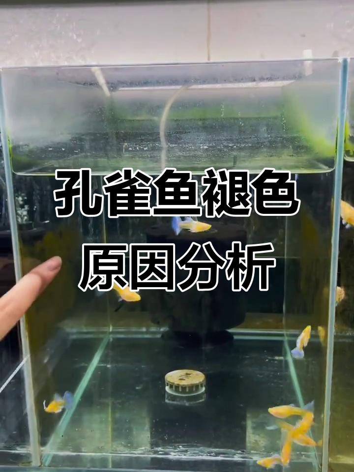 孔雀鱼颜色变淡的原因及解决方法
