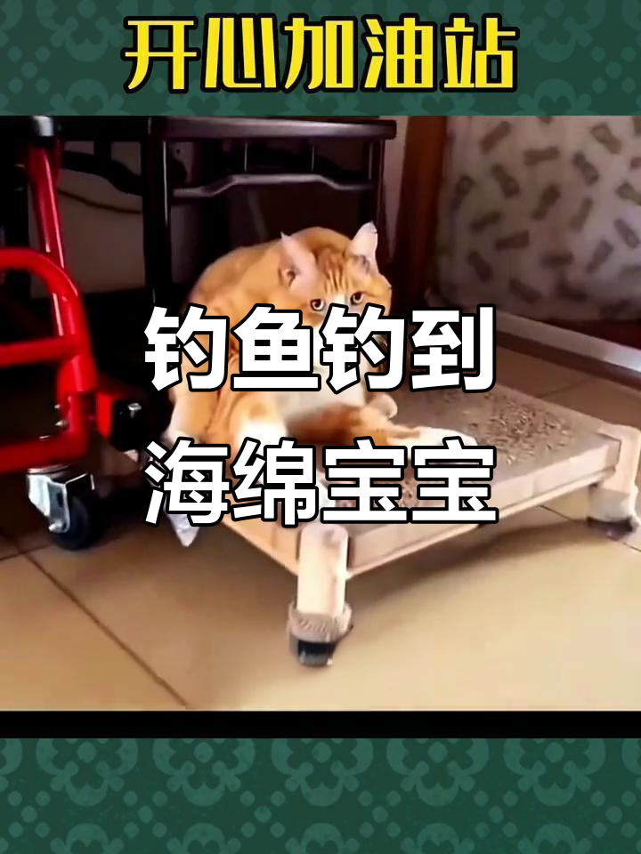 海绵宝宝大结局?钓鱼钓到爆笑瞬间,猫咪和鱼的奇葩互动