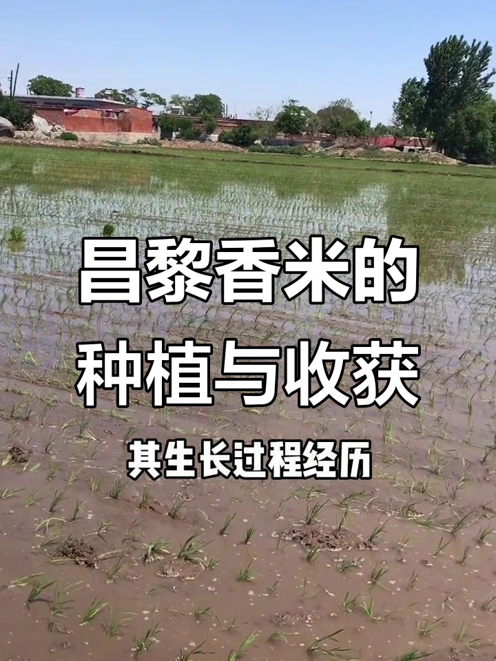 昌黎香米从播种到收割的全程揭秘,了解水稻生长全过程