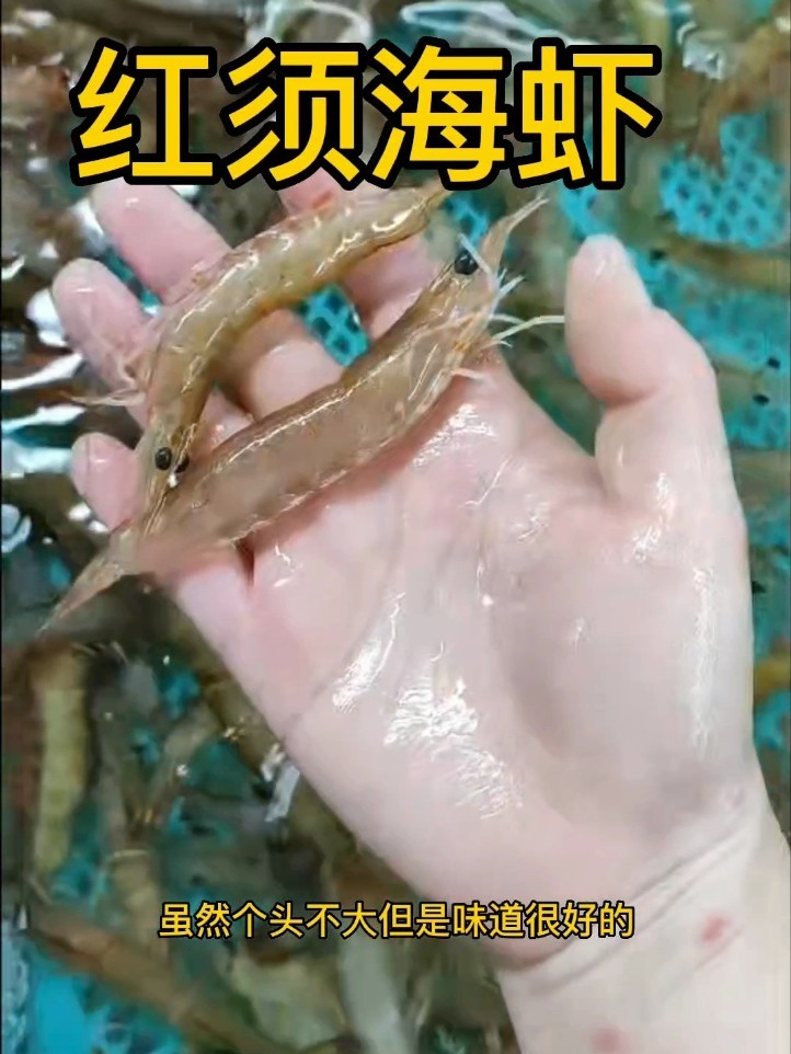 这个季节最美味的海虾「红须海虾」