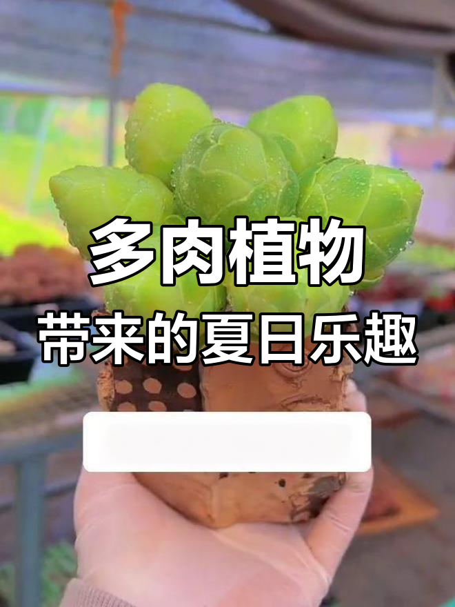 夏季多肉控的快乐与期待,酒杯玫瑰和山地玫瑰带来惊喜