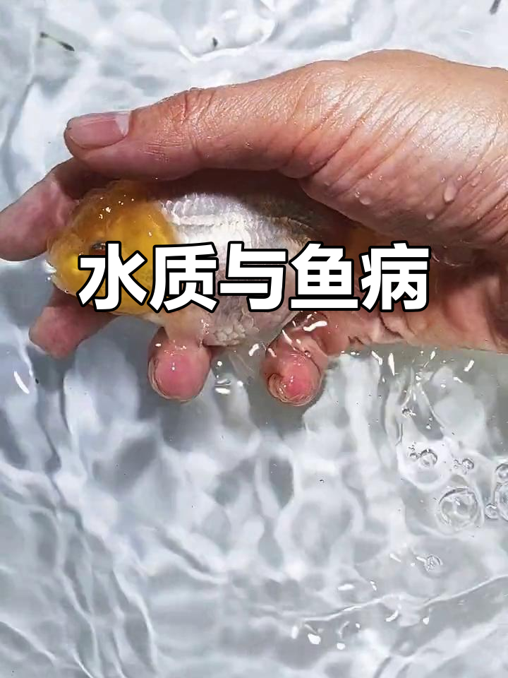 兰寿皮肤出血,可能是水质变化或过度刺激引起的