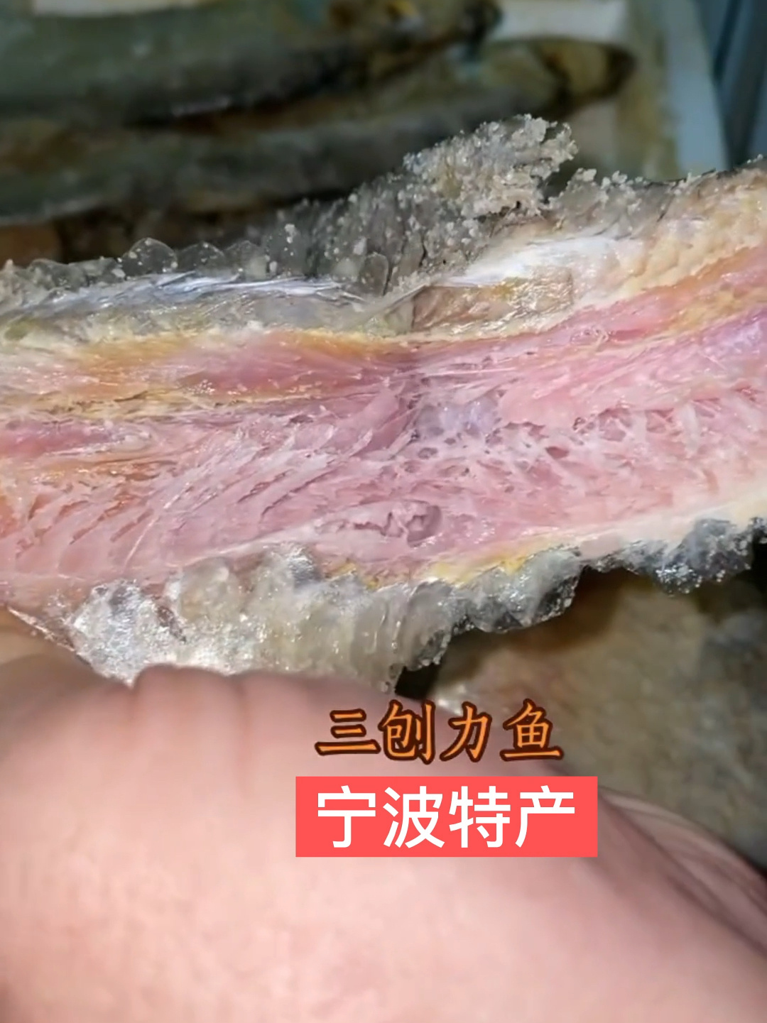 这样又霉又臭的咸鳓鱼你吃过吗?