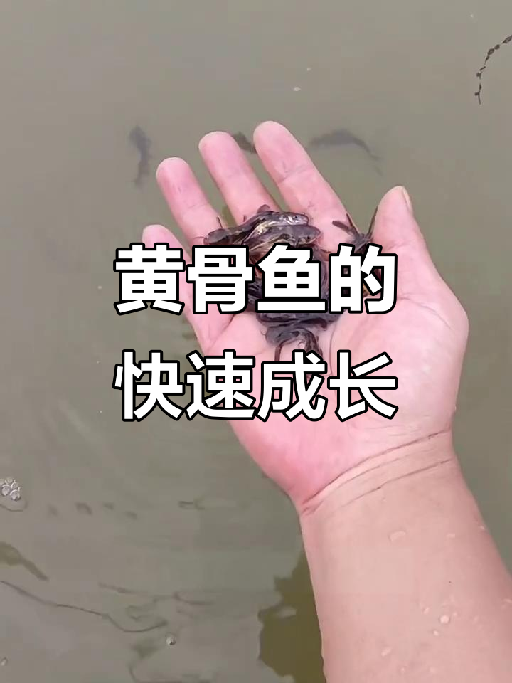 杂交黄骨鱼生长迅速,抗病力强,一年可达一斤以上