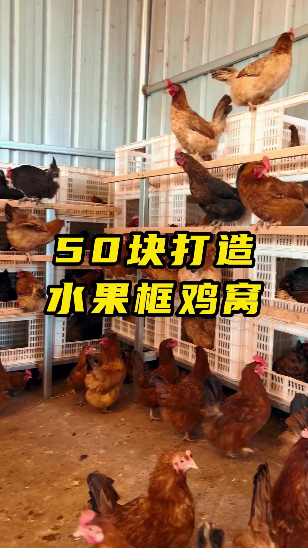 50块打造一个水果框鸡窝