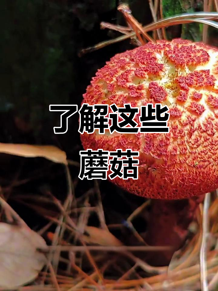 10种常见野生菌,有些有毒不能吃!