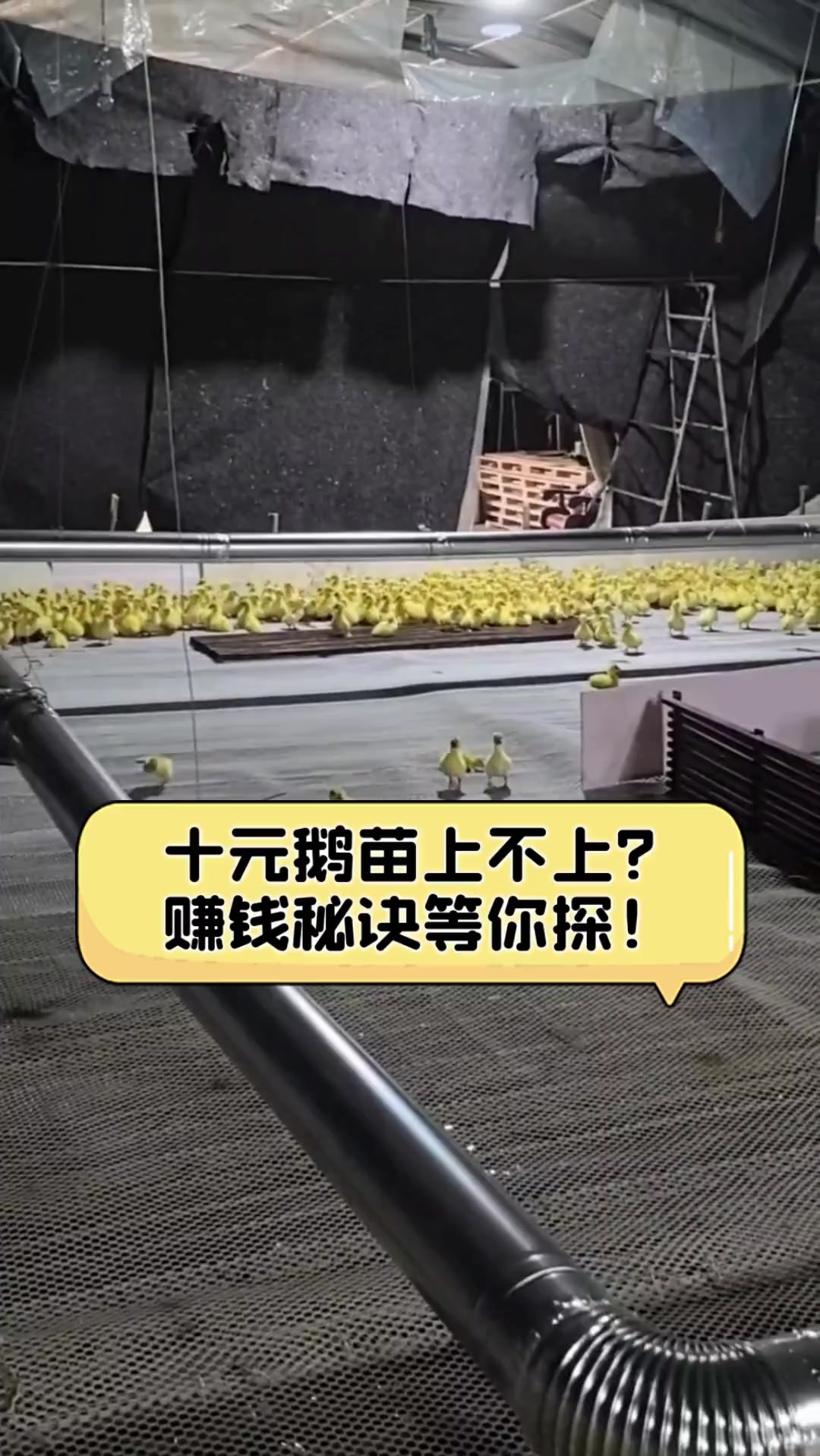 十元鹅苗上不上?赚钱秘诀等你探!