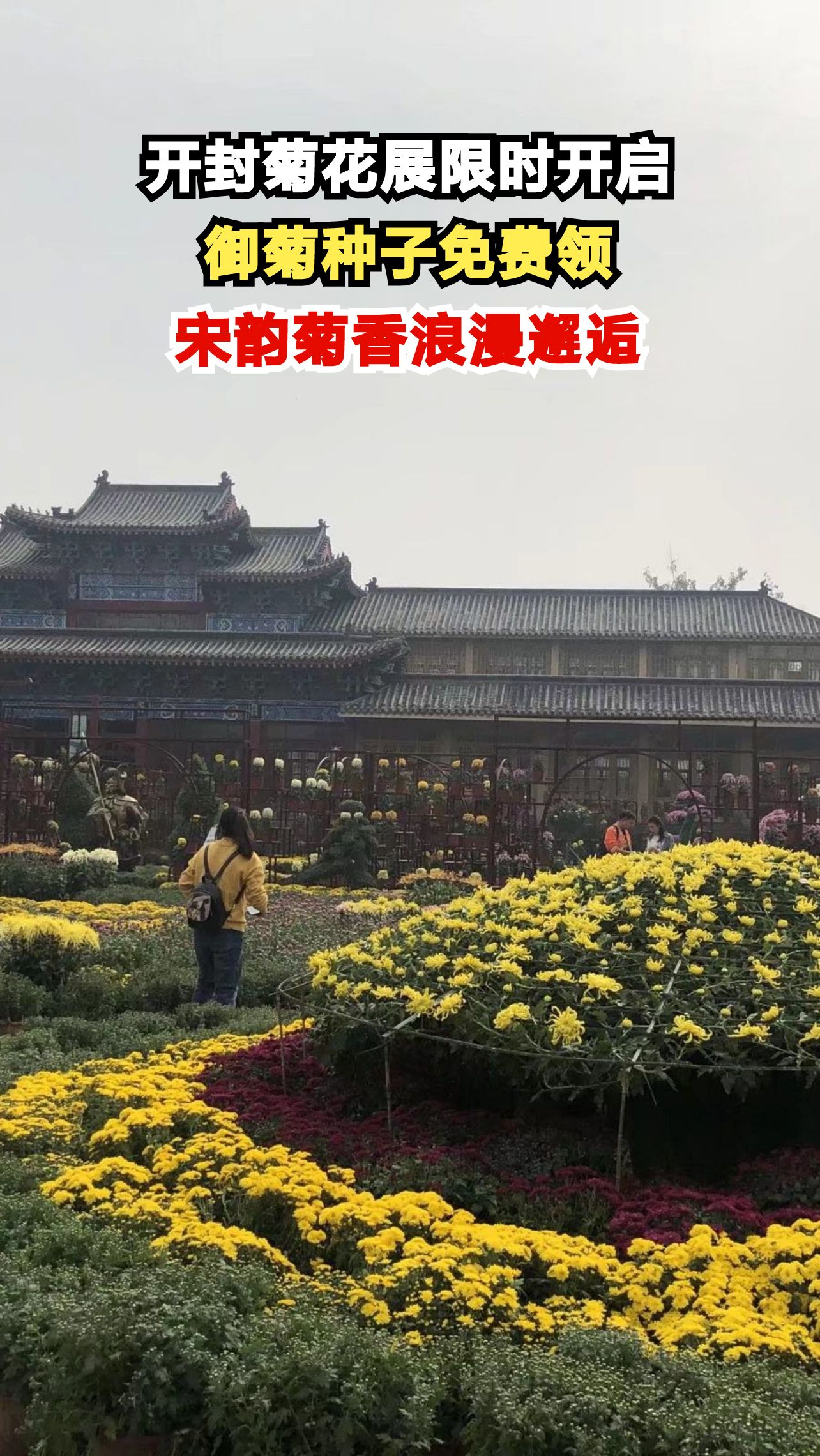 开封菊花展最后倒计时!错过这次真的要再等一年吗?