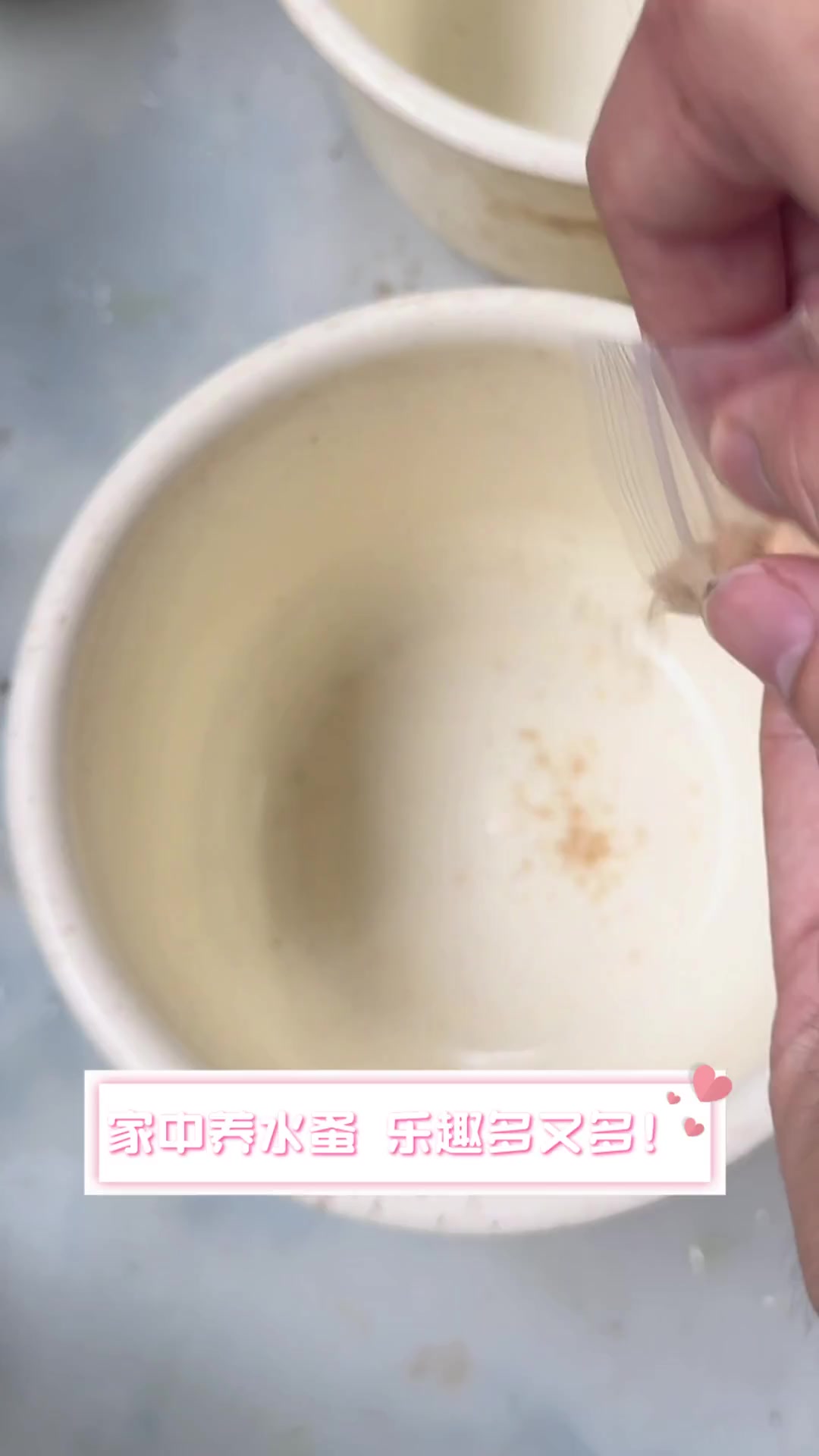 家中养水蚤,乐趣多又多!