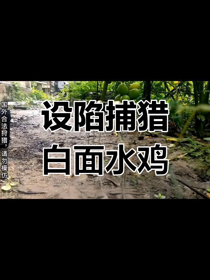 小哥设陷阱捕捉水鸡,竟被挣扎的“罪犯”打翻摄像机