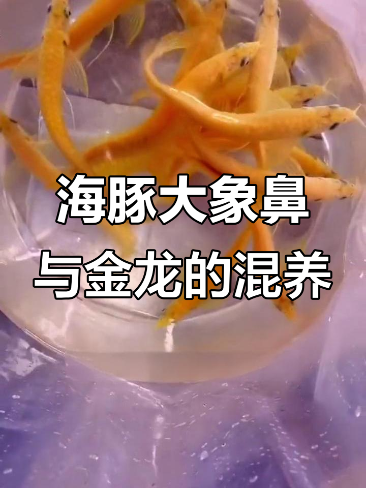 淡水海豚大象鼻混养指南，黄金龙赤瞳血艳来袭
