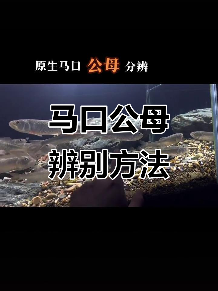 冬季原生马口公母分辨技巧,选对鱼才能养出大菜